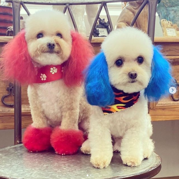 How To Do Social Media For Dog Groomers Giraffe Social