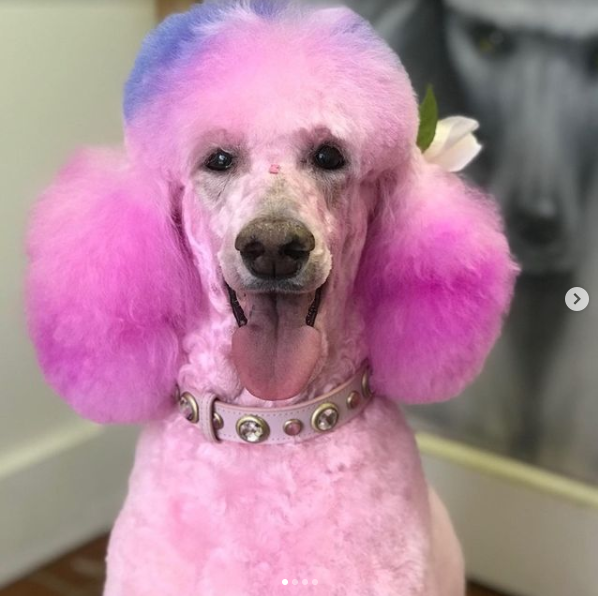 How To Do Social Media For Dog Groomers Giraffe Social